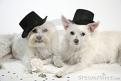 Wedding Dogs Stock Photo