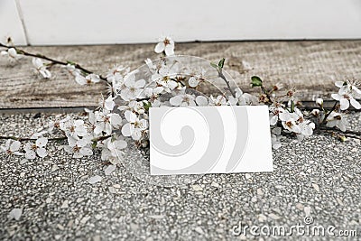 Wedding feminine spring styled stock photo. Business mockup card scene with white cherry tree blossoms. Textured Stock Photo