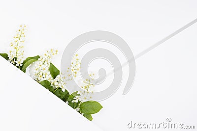 Wedding floral background with white bird cherry flowers, green leaf in row, white paper blank space, corner, lines text mockup. Stock Photo