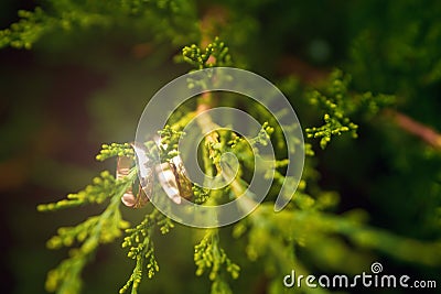 Wedding gold rings hanging on a branch nature Stock Photo