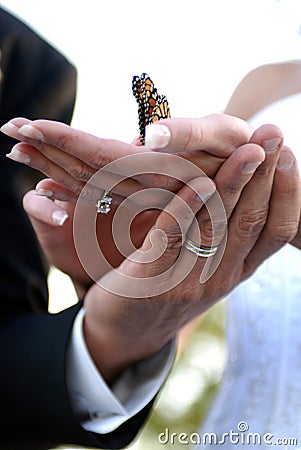 Wedding hands holding butterfly Stock Photo