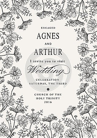 Wedding invitation. Beautiful flowers Chamomile. Frame, label. Vintage greeting card. Drawing engraving. Vector Illustration Vector Illustration