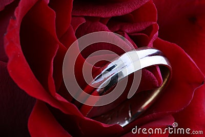 Wedding Ring In Rose Stock Photo