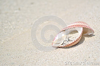 Wedding Ring Shell Beach Stock Photo