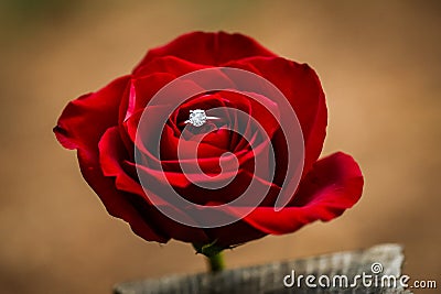 Wedding ring tucked into a single rose. Stock Photo