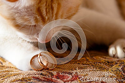 Wedding rings on the cat`s foot Stock Photo