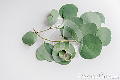 Wedding rings on eucalyptus leaves Stock Photo