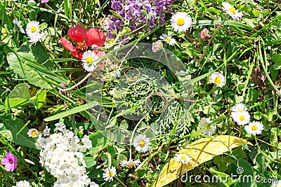 Wedding rings in the grass and wildflowers Stock Photo