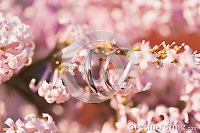 Wedding rings in soft lilac pink Stock Photo