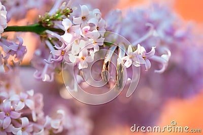 Wedding rings in soft pink flowers of lilac Stock Photo