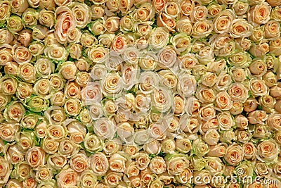 Wedding roses Stock Photo