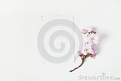 Wedding spring styled stock photo. Feminine desktop mockup scene with blossoming cherry tree branch and blank paper Stock Photo