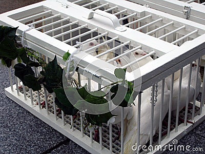 Wedding: white doves in the white cage Stock Photo