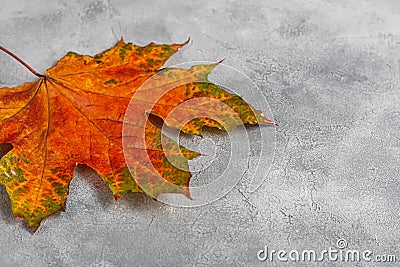 Wedge fallen leaves on a gray stone background. Backgrounds, textures. Autumn concept Stock Photo