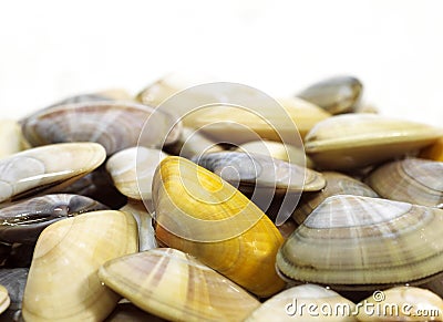 Wedge Shell, donax trunculus, Shells against White Background Stock Photo