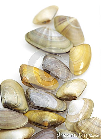 Wedge Shell, donax trunculus, Shells against White Background Stock Photo