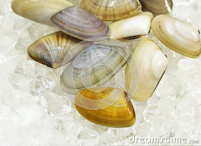 Wedge Shell, donax trunculus, Shells on Ice Stock Photo