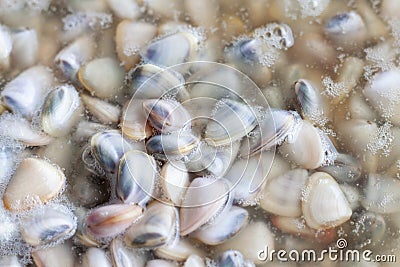 Wedge Shells, Donax faba or Hoy Seap in fish sauce is Thai seafood preservation. Stock Photo