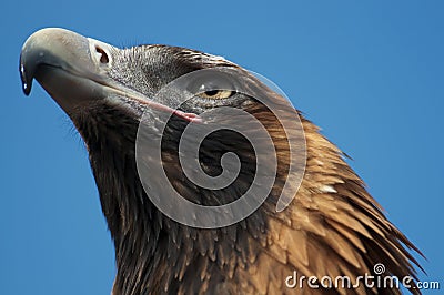 Wedge Tail Eagle Stock Photo