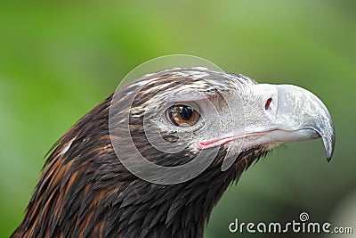 Wedge-tailed Eagle (Aquila audax) Stock Photo