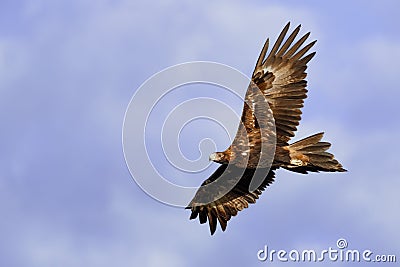 Wedge-tailed Eagle Aquila audax in flight Stock Photo