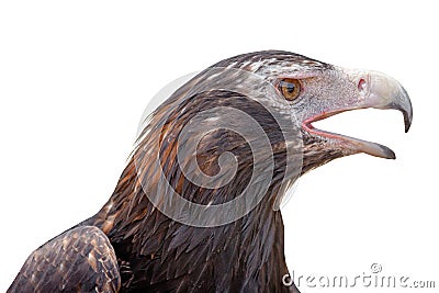 Wedge-tailed eagle Aquila audax isolated on white background Stock Photo