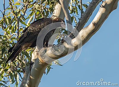 The wedge-tailed eagle (Aquila Audax) perched Stock Photo