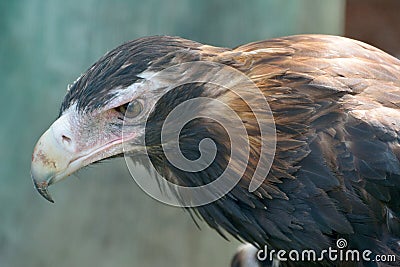 Wedge-tailed Eagle Aquila audax Stock Photo