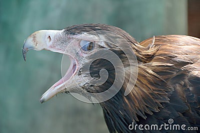 Wedge-tailed Eagle Aquila audax Stock Photo