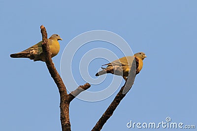 Wedge tailed green pigeon Stock Photo