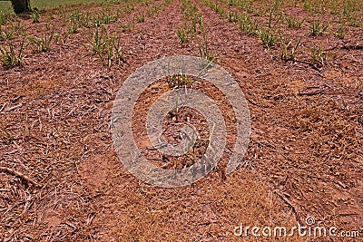 Weed burn down from herbicide effect Stock Photo