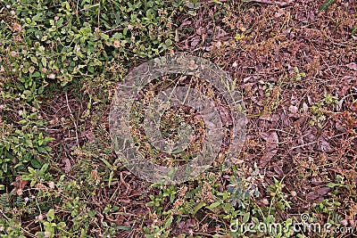 Weed burn down from herbicide effect Stock Photo