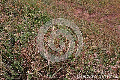 Weed burn down from herbicide effect Stock Photo