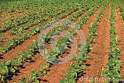 Weed in common sunflower sprout field Stock Photo