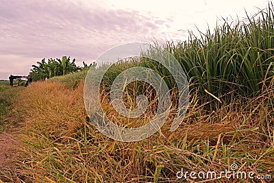 Weed control around the production field by using herbicide Stock Photo