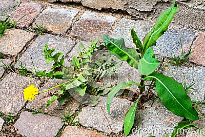 Weed control in the city. Dandelion and thistle. Stock Photo