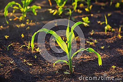 Weed control in corn crops Stock Photo