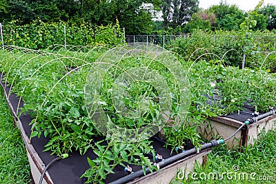 Weed control - growing tomatoes in a Spunbond Nonwoven Stock Photo