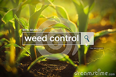 Weed control in internet browser search box Stock Photo