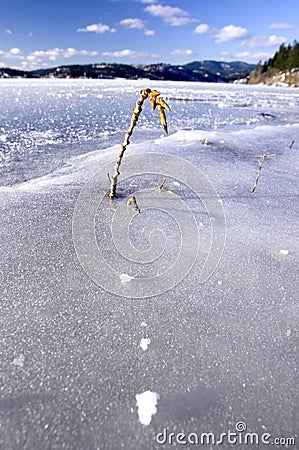 A weed in a frozen lake. Stock Photo