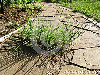 The weed grew in a garden path from flagstone Stock Photo