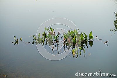 Weed grow in water Stock Photo