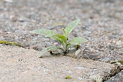 Weed growing in the cracks between patio stones Stock Photo