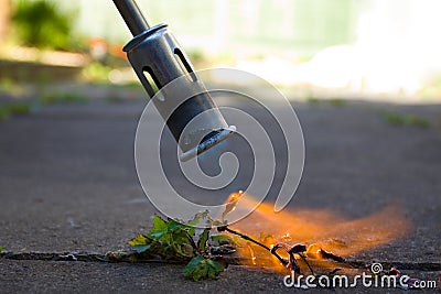 Weed Killer Stock Photo