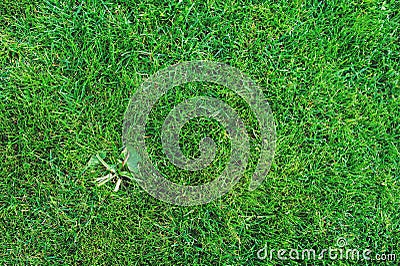 weed on lawn. Removing weeds from garden concept, Stock Photo