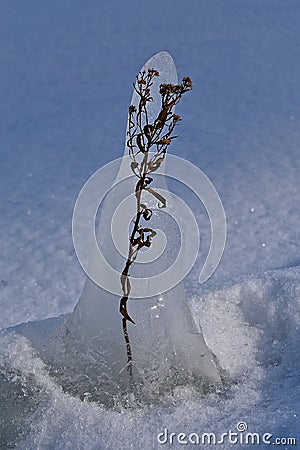 Weed encapsulated by ice Stock Photo