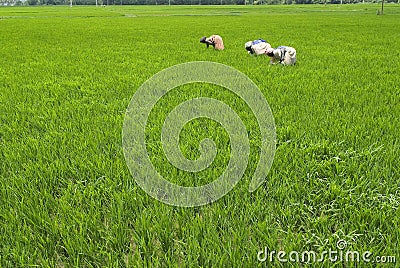 Weed plucking from paddy field Editorial Stock Photo