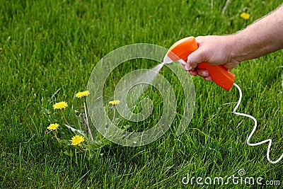 Spraying chemical weed killer on a dandelion. Stock Photo