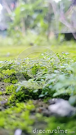 weed summer tropic green tree Stock Photo