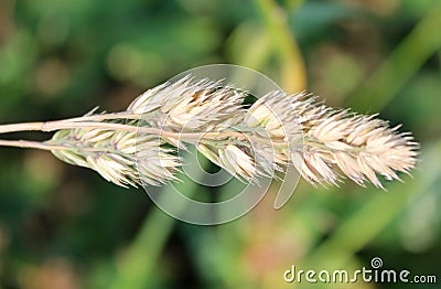 Weed Tare Stock Photo